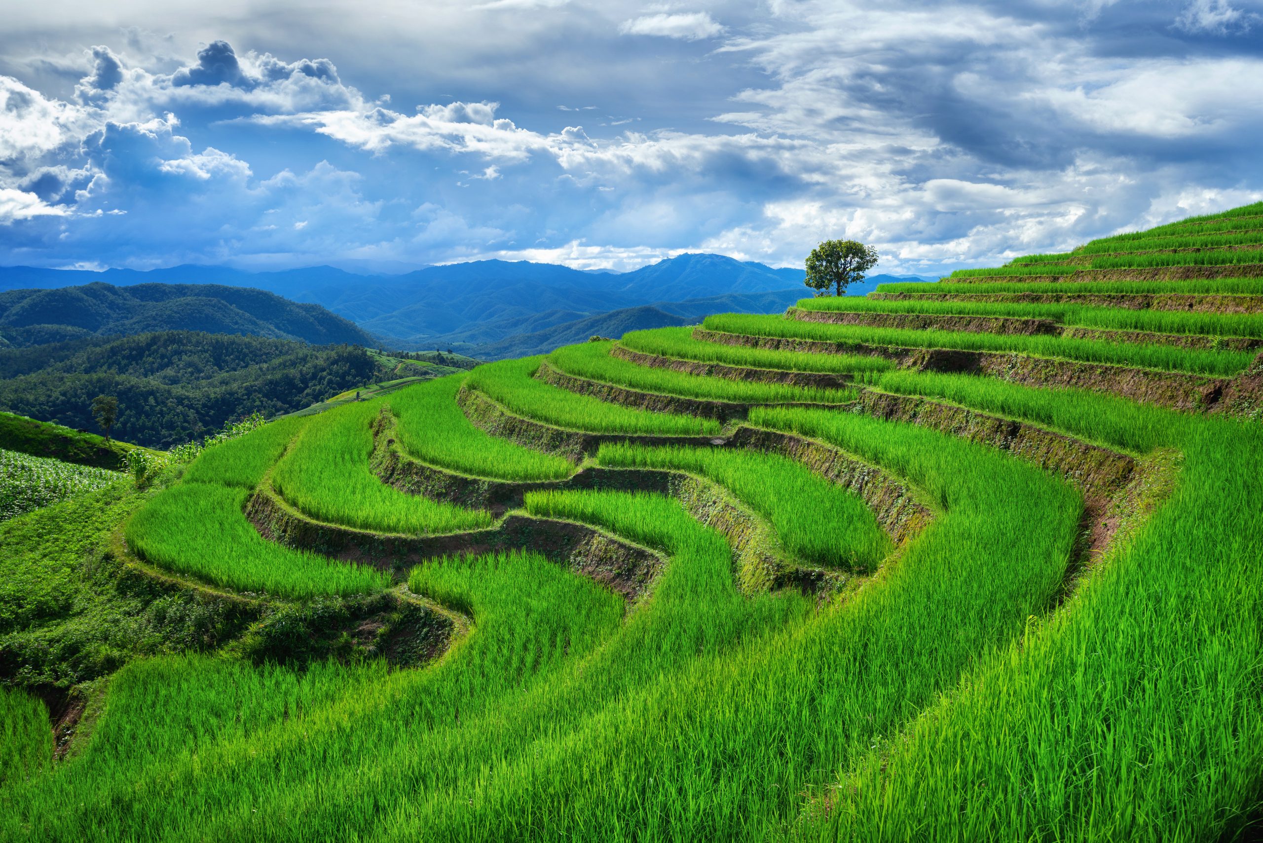 Rice fields